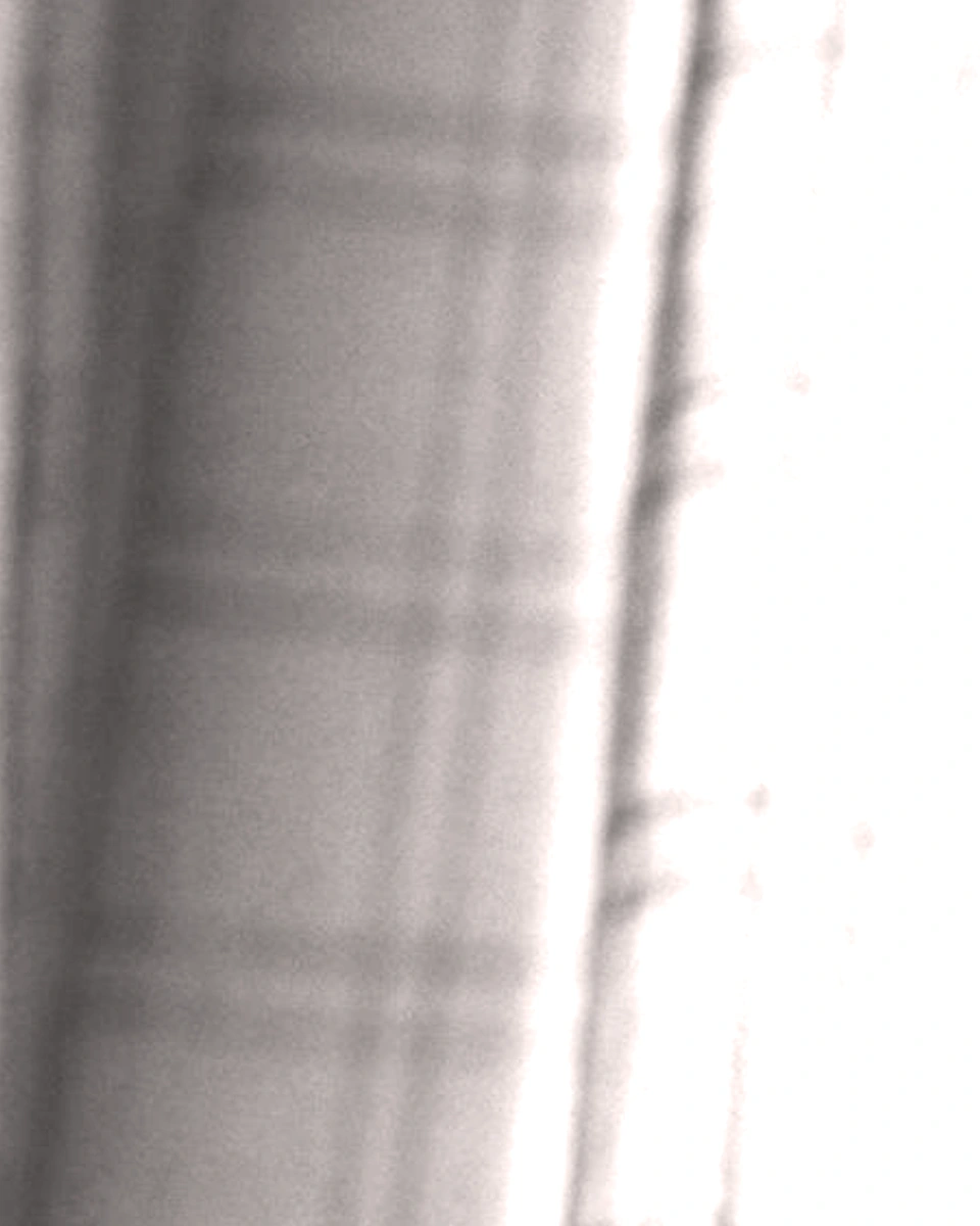 Fine Voile / Blush White: Digital texture close-up