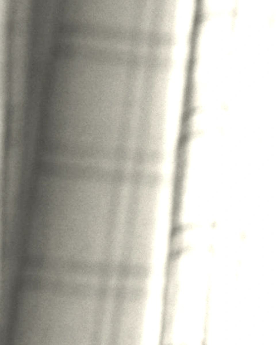 Fine Voile / Soft Ivory: Digital texture close-up