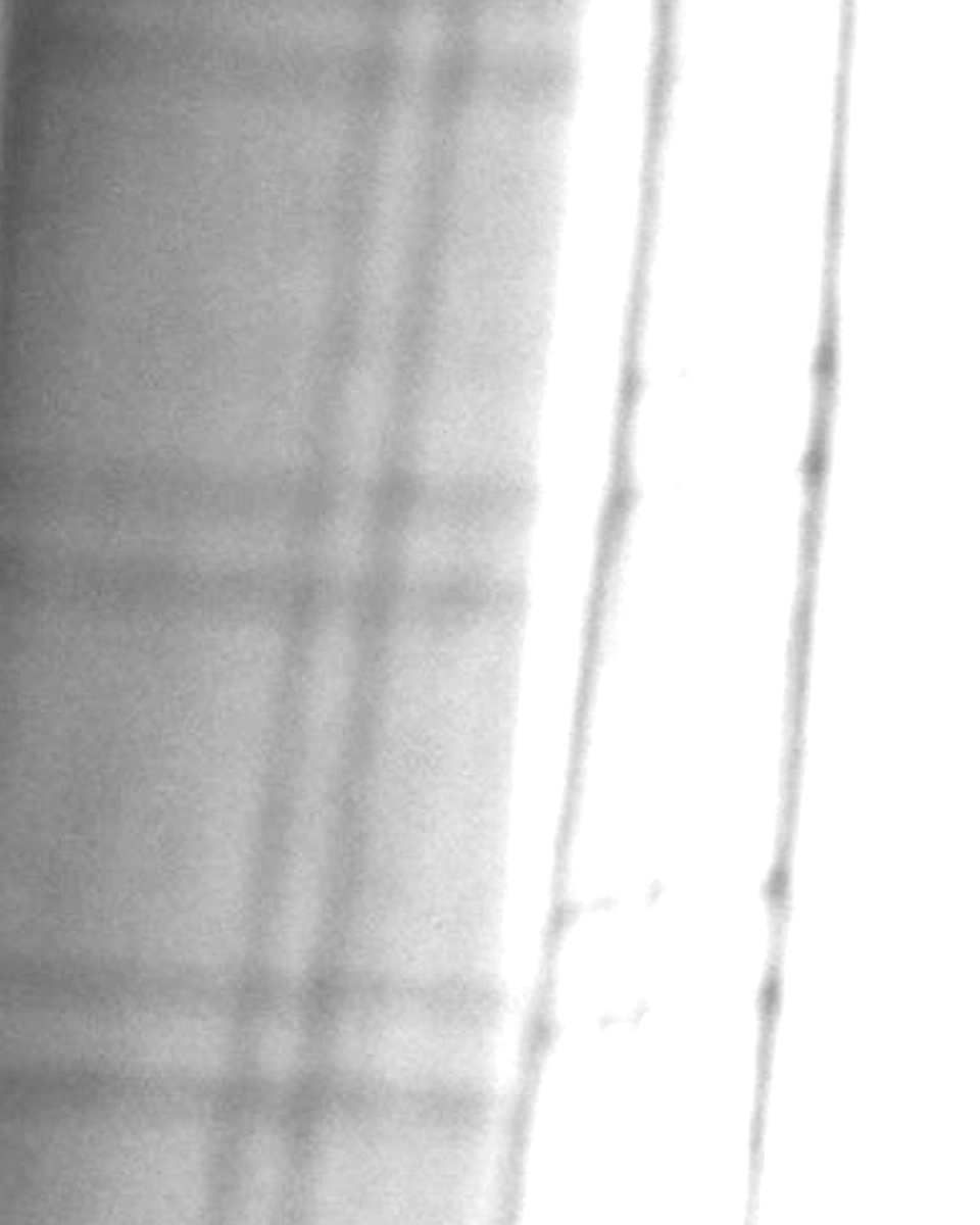 Sheer Weave / Pure White: Digital texture close-up