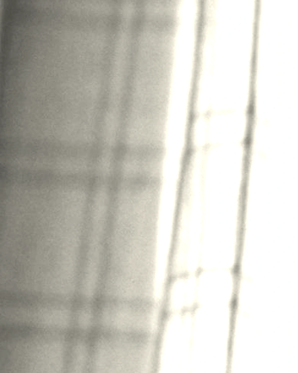 Sheer Weave / Soft Ivory: Digital texture close-up