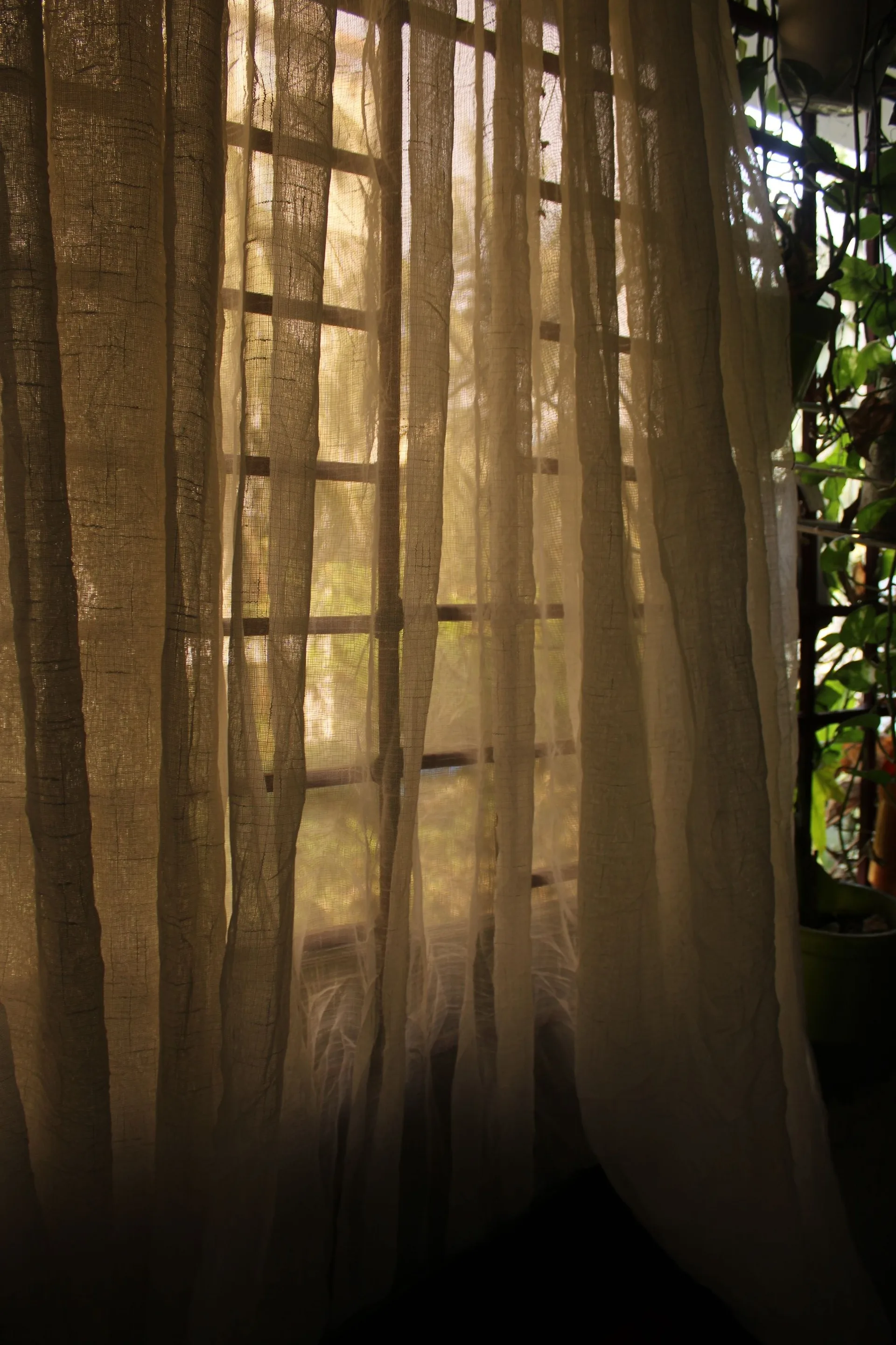 Warm daylight through a woven sheer curtain beside a houseplant